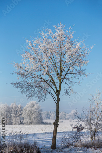 Winter Idyll In The North Of Germany