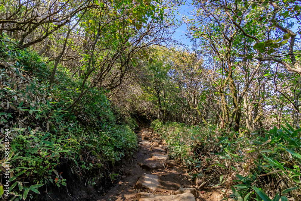 初秋のくじゅう連山　登山道（牧ノ戸峠登山口）大分県玖珠郡　Kujuurenzan Trail 
early autumn (Makinoto) Ooita-ken Kusu-gun