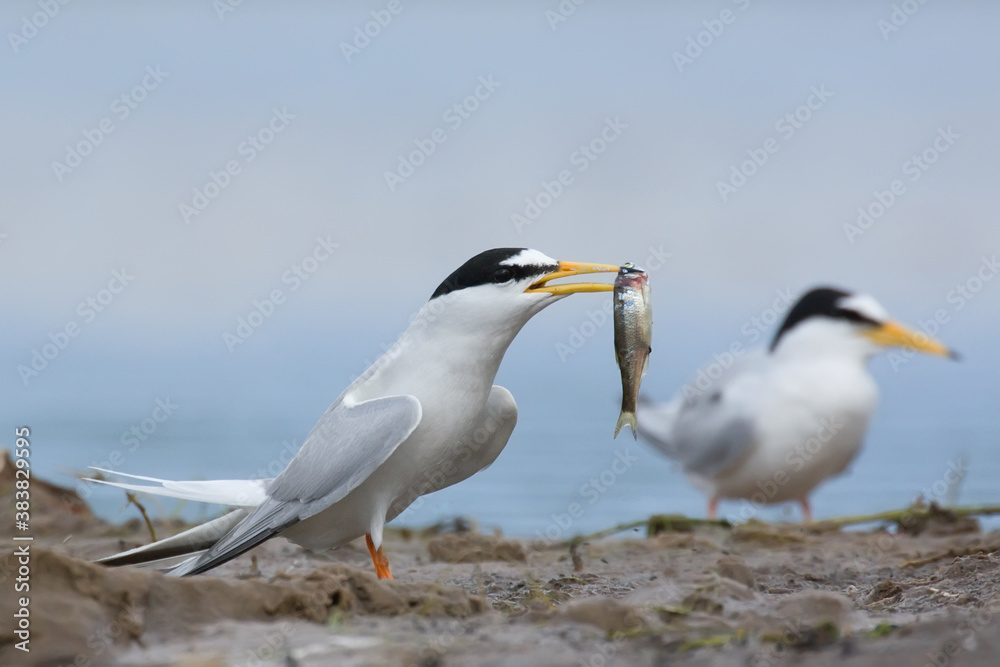Little tern. Bird in spring. Sternula albifrons Little tern. Bird in spring. Sternula albifrons