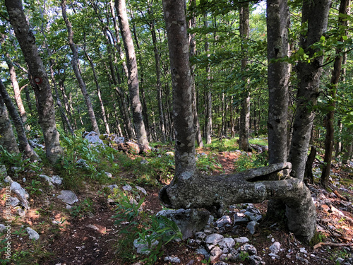 Hiking trails, forest paths and bicycle roads in the Ucka Nature Park, Croatia / Planinarske staze, šumski putevi i biciklističke ceste u parku prirode Učka, Hrvatska photo