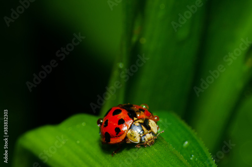 Details of a Ladybug on a lily that blooms in early spring in Brazil macrophotography Small depth of field, selective focus.