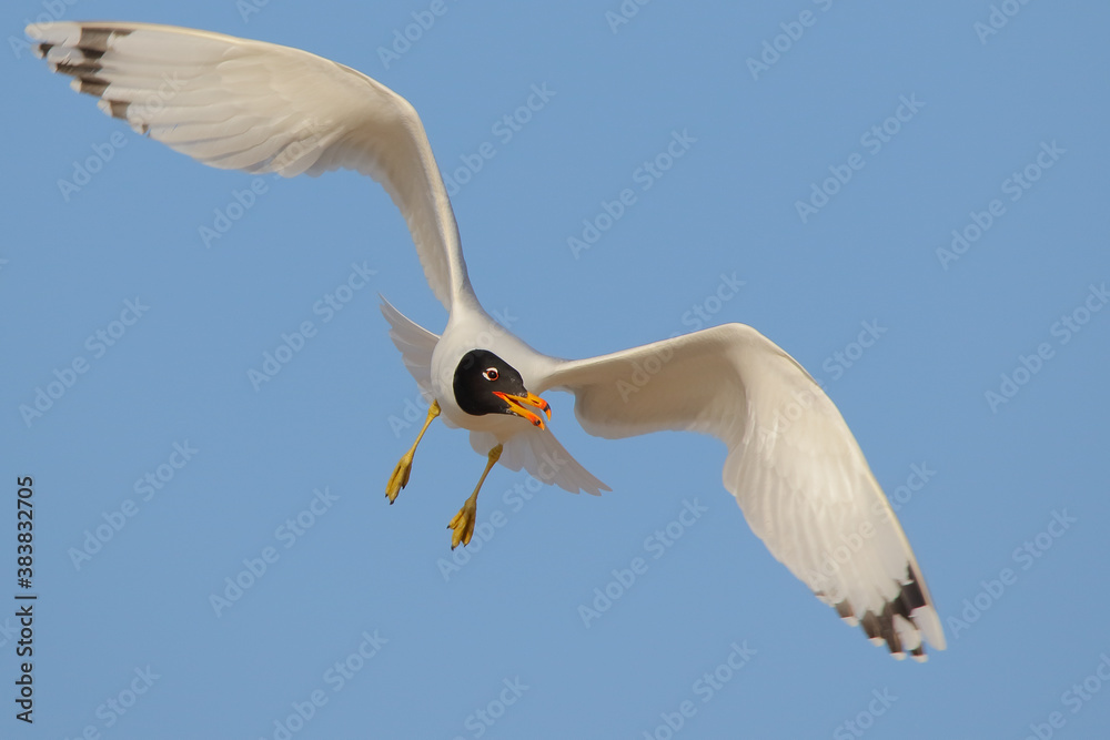 Pallas's gull. Bird in flight, flying bird. Ichthyaetus ichthyaetus Pallas's gull. Bird in flight, flying bird. Ichthyaetus ichthyaetus