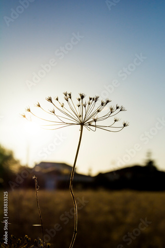 Fototapeta Naklejka Na Ścianę i Meble -  Sunrise in a dry crop field