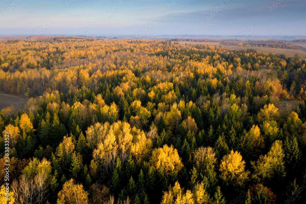 Obraz premium Autumn scenery. Aerial view woods. Beautiful season in forest. Autumn mixed woods. Sunny day in forest. Blue sky above forest