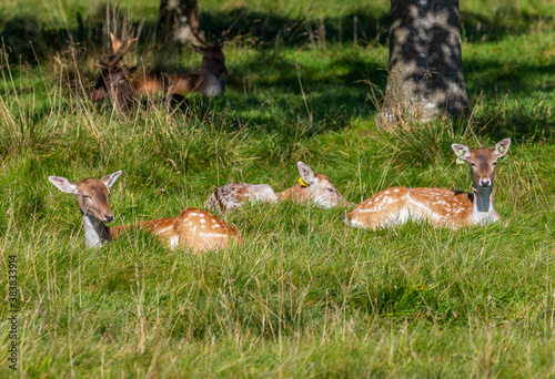 Fototapeta Naklejka Na Ścianę i Meble -  Fallow deer does hinds females, three rest on grass in sunshine, with male stags beyond. Phoenix Park, Dublin, Ireland. Wildlife 