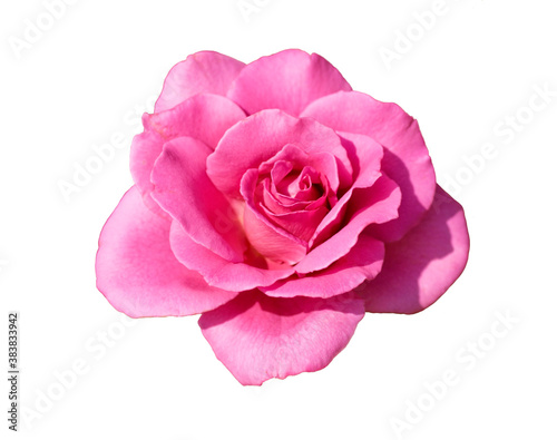 Pink rose head isolated on white