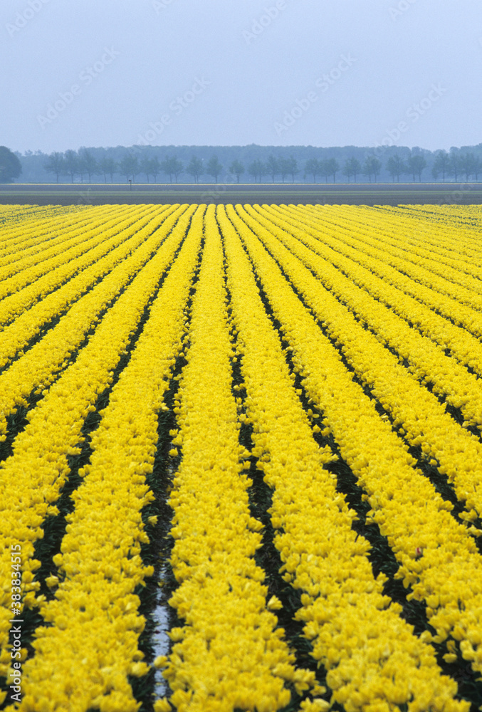 黄色いチューリップ畑