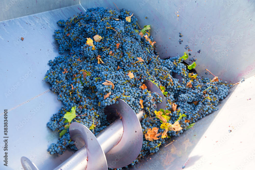 Fotografie corkscrew crusher destemmer winemaking with grapes