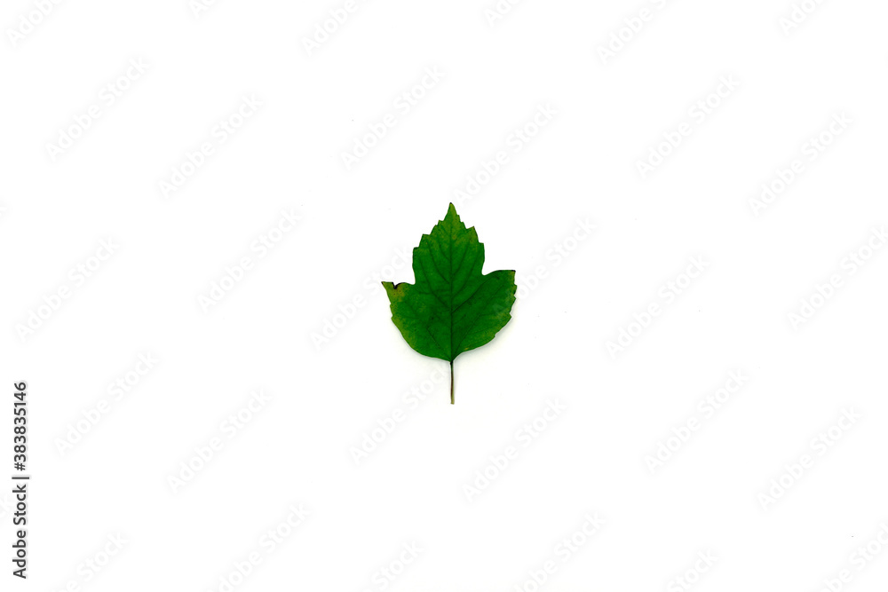 Fototapeta premium beautiful autumn leave isolated on white background