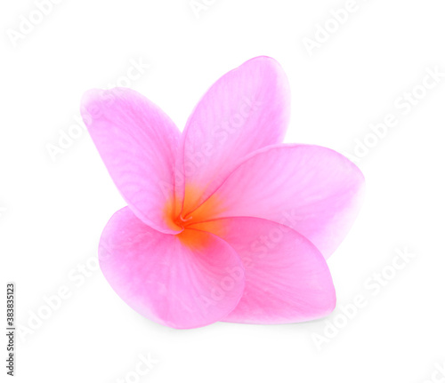 Plumeria isolated on white background.