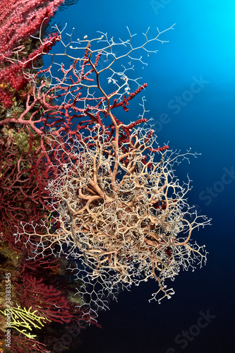 Basket star on a gorgonian