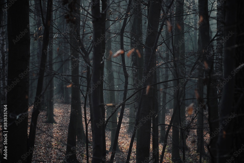 Trees in the woods autumn dark Trees in the woods autumn dark