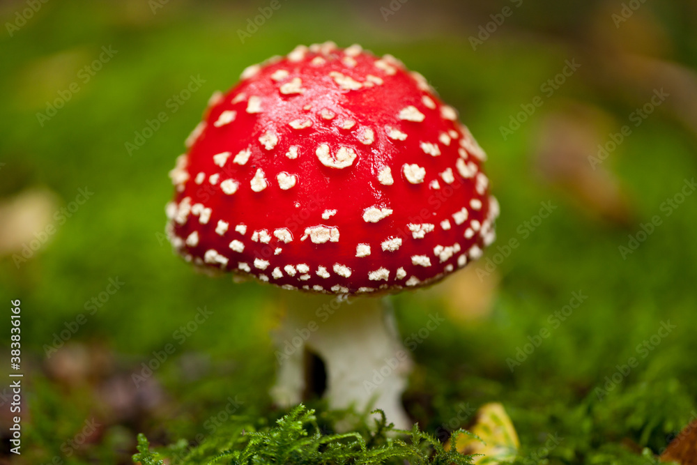 Valokuva agaric amanita muscaia mushroom detail in forest autumn
