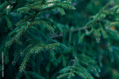 Closeup of Christmas fir tree branch outdoor background