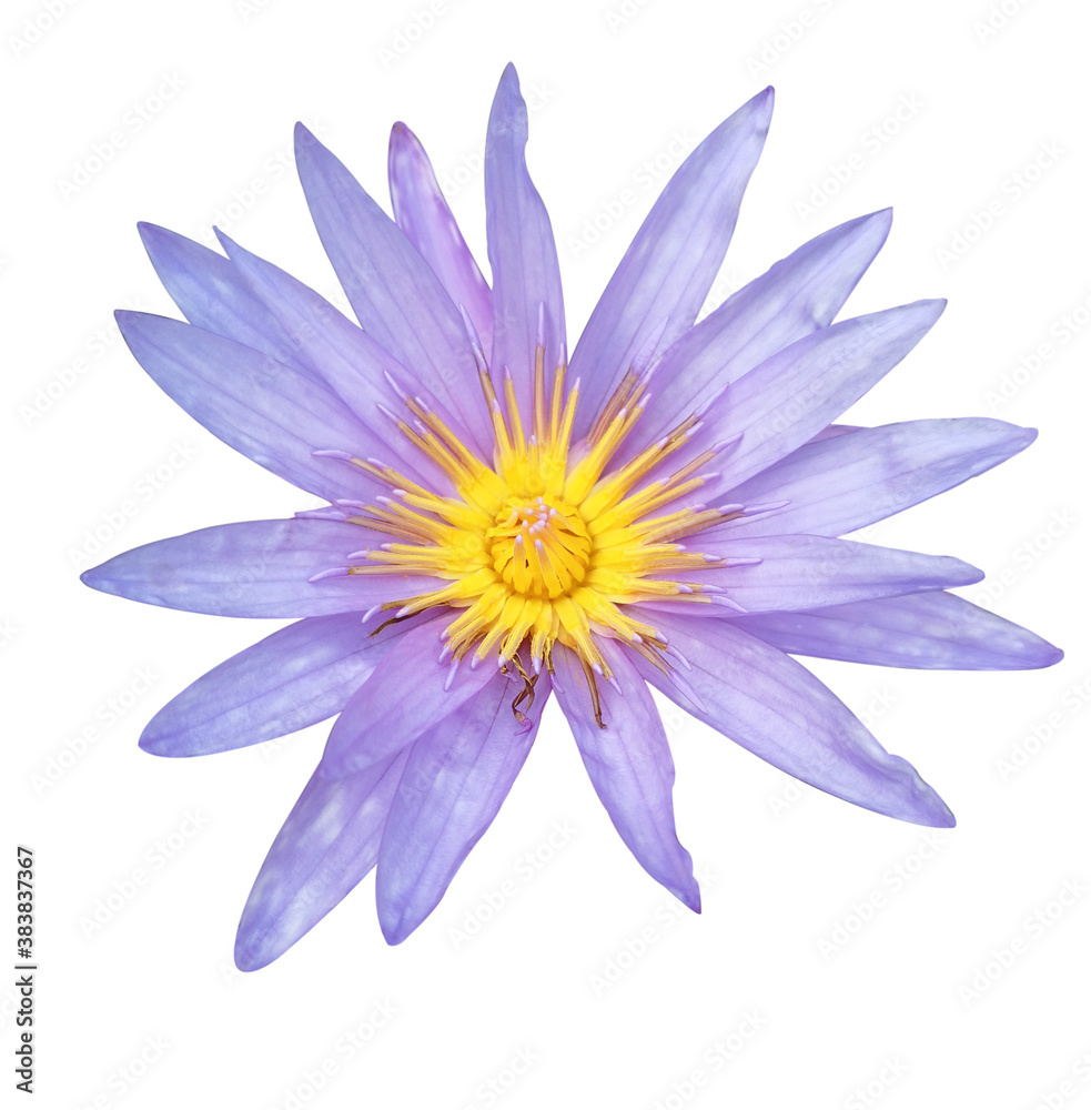 beautiful Purple Lotus or waterlily flower isolated on black background. beautiful Purple Lotus or waterlily flower isolated on black background.