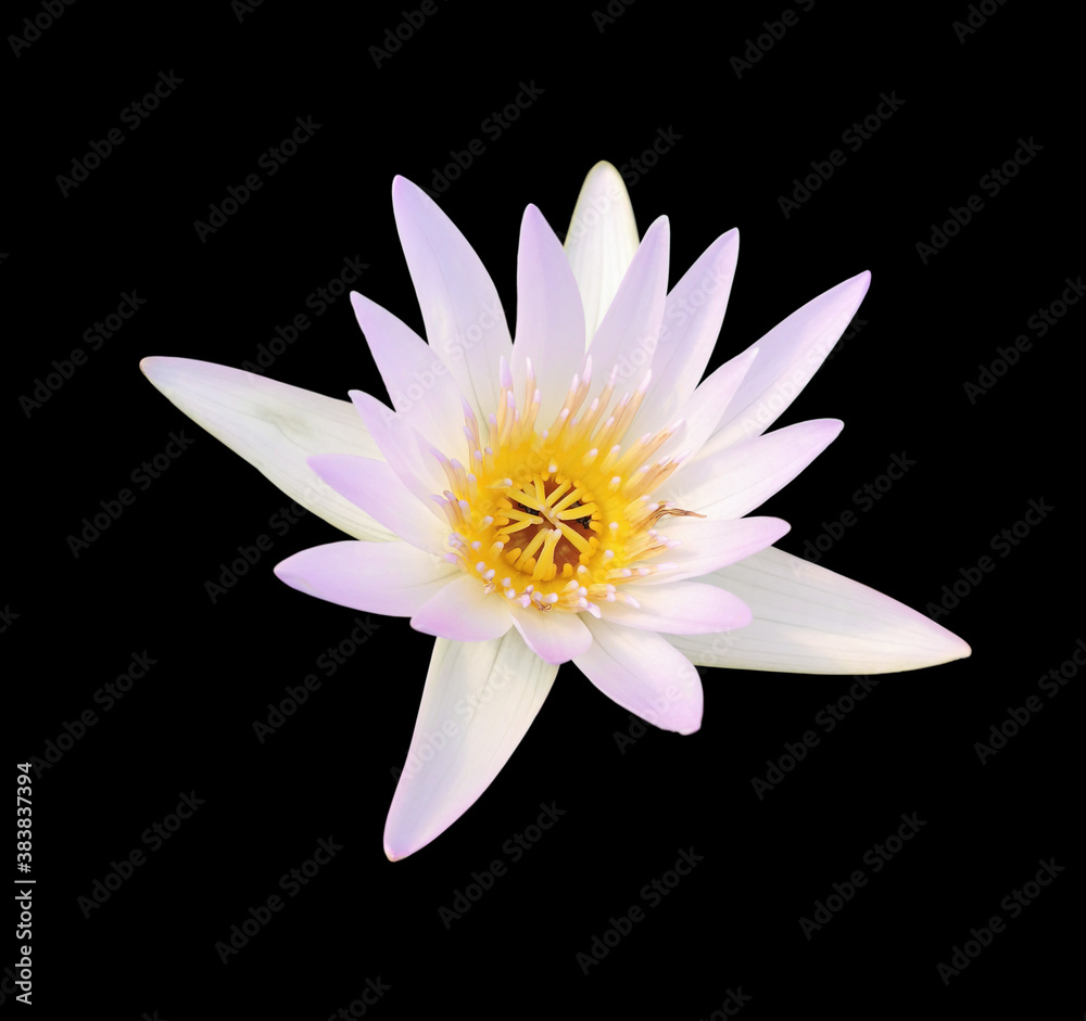 beautiful White lotus with yellow pollen isolated on black background.