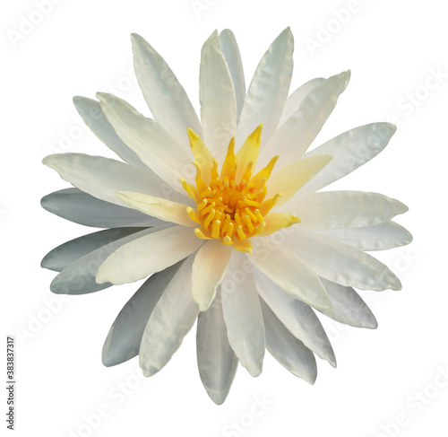 beautiful White lotus with yellow pollen isolated on white background.