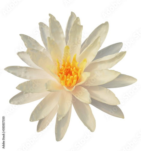 beautiful White lotus with yellow pollen isolated on white background.