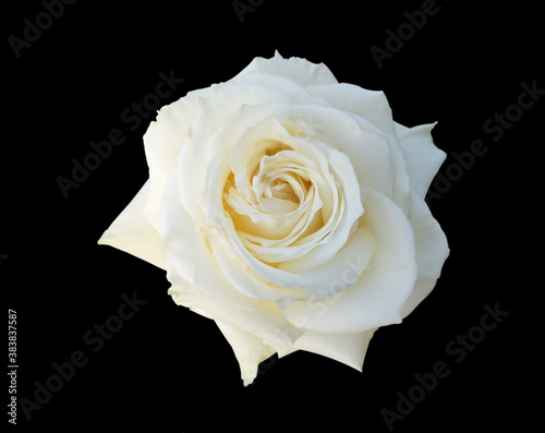 single bosom white rose flower isolated on black background.