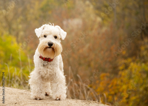 White miniature schnauzer looks straight in autumn landscape look 