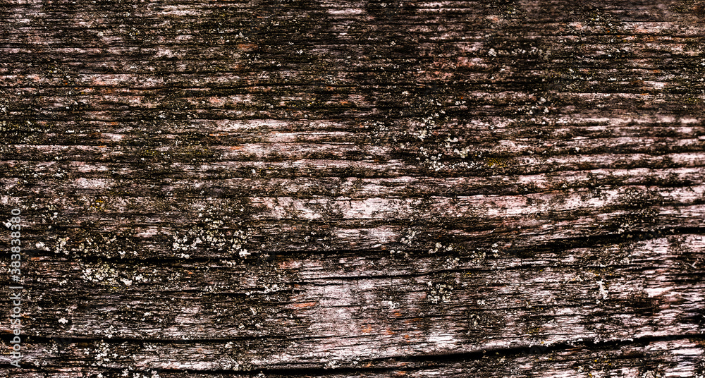 Fototapeta premium natural texture of old timber, old wood. Close-up