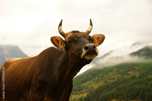 cow high in the mountains. cow in the mountains of the Caucasus. Svaneti. Georgia