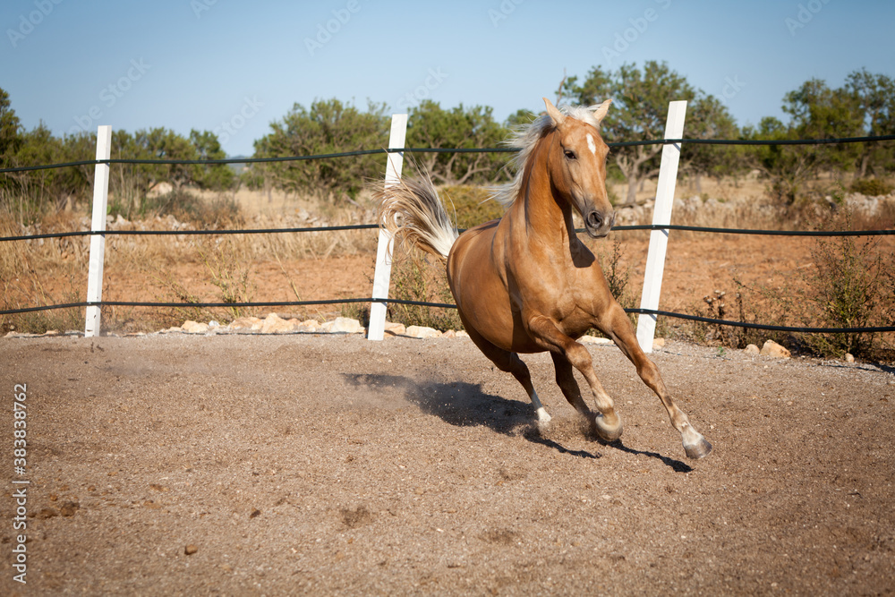 Valokuva beautiful blond cruzado horse outside horse ranch field