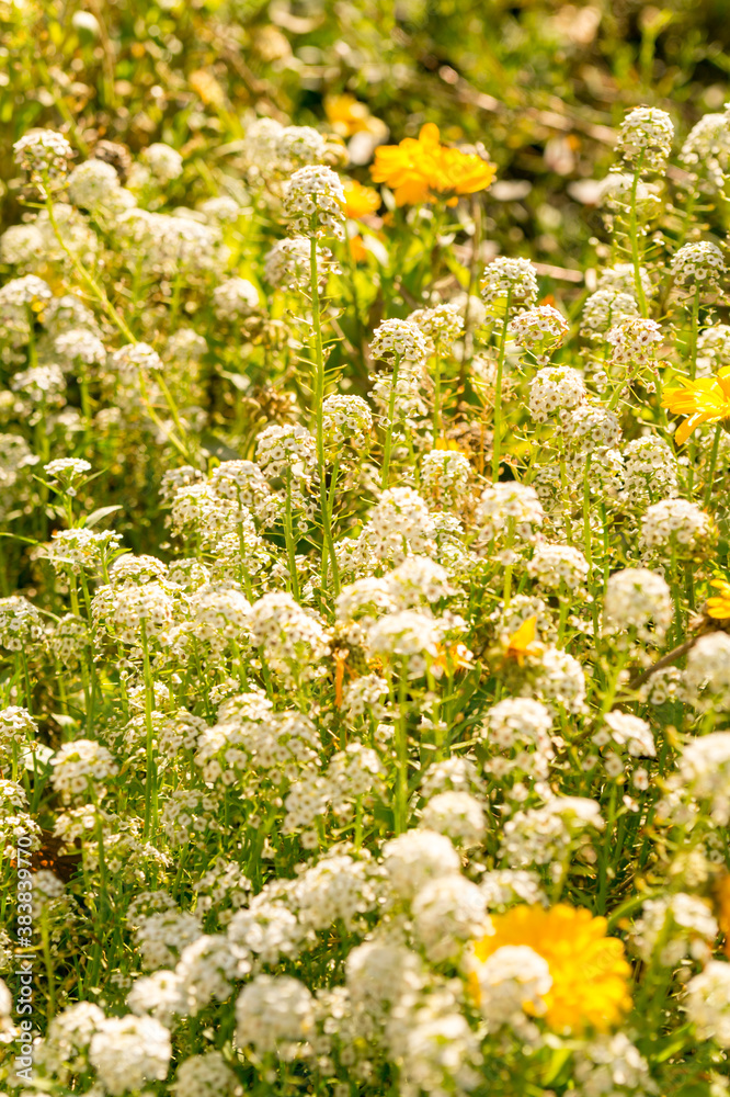 White alissum flowers on a sunny autumn day White alissum flowers on a sunny autumn day
