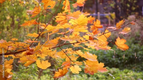 Beautiful maple leaves swaying in the winds blowing through Autumn forest.