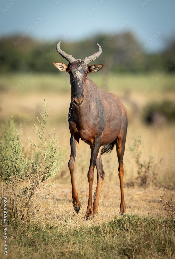 One adult topi antelope walking towards camera in Moremi Okavango Delta in Botswana One adult topi antelope walking towards camera in Moremi Okavango Delta in Botswana