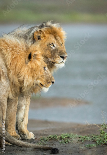 Vertical portrait of two male lions standing in the rain in Ndutu in Tanzania