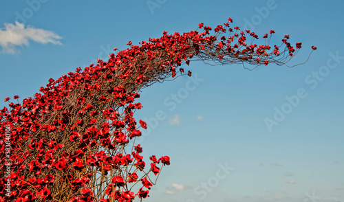 Poppy wave in rembrance of the fallen troops installed  at Fort Nelson, Portsmouth UK in 2018 photo