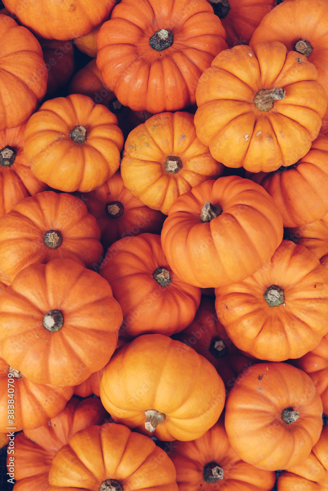 Many orange pumpkins. Halloween concept. Many orange pumpkins. Halloween concept.