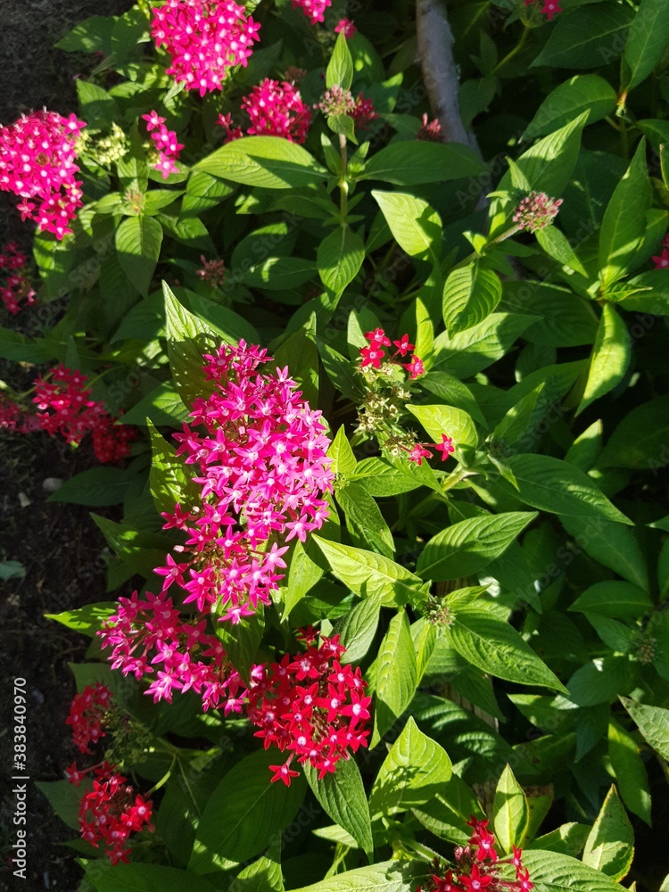 pink flowers in the garden pink flowers in the garden