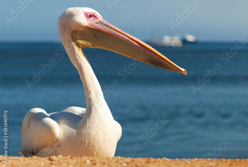 Alone great pelican sits on the shore of the atlantic ocean