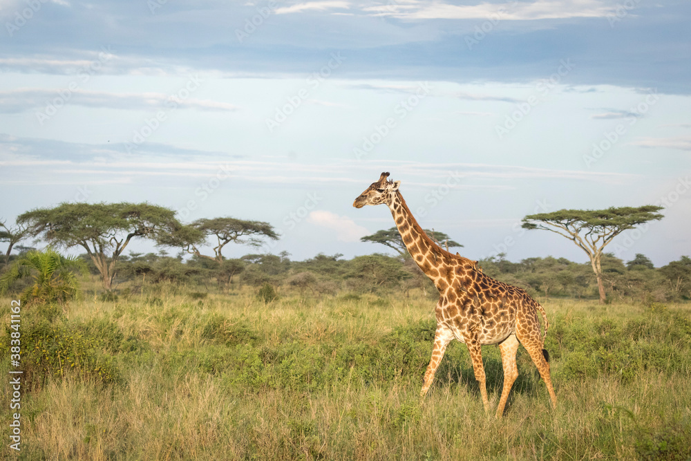 Fototapeta premium Adult female giraffe walking through the bush in Serengeti in Tanzania