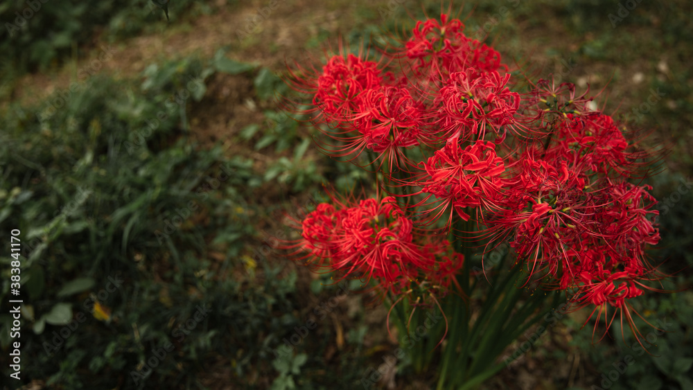 花・植物 彼岸花・曼珠沙華
花・植物 彼岸花・曼珠沙華