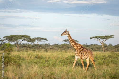 Adult female giraffe walking through the bush in Serengeti in Tanzania
