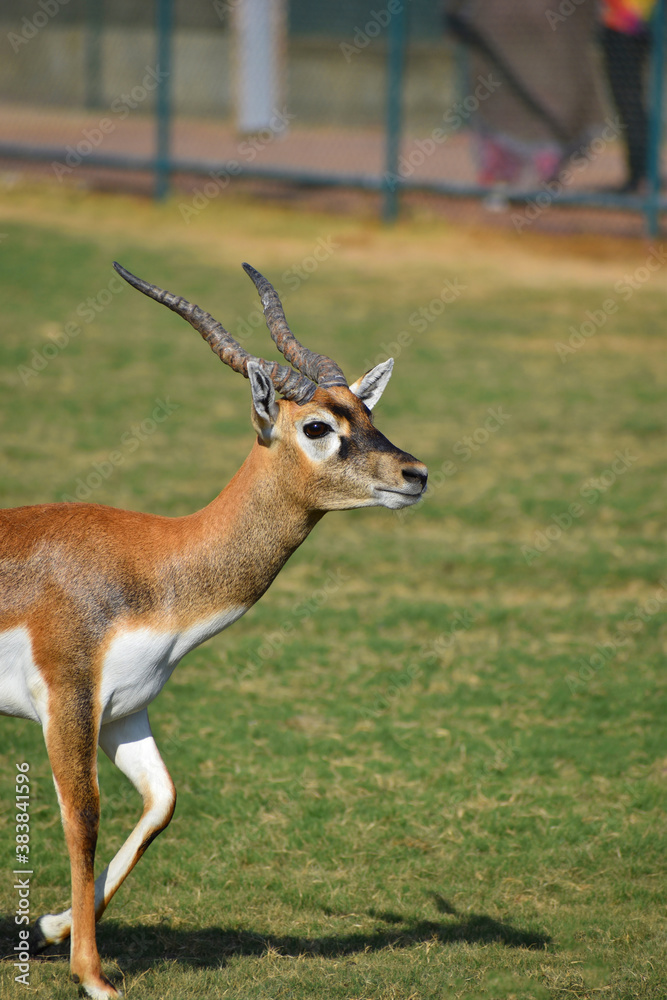 A male Blackbuck also known as Antelope, close up, Big horned wild male blackbuck in a zoo A male Blackbuck also known as Antelope, close up, Big horned wild male blackbuck in a zoo