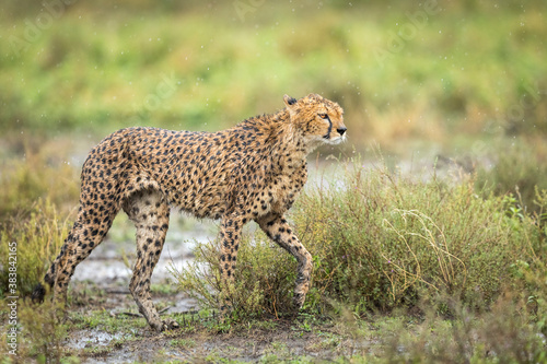 Adult cheetah with wet fur walking in the rain in Ndutu in Tanzania