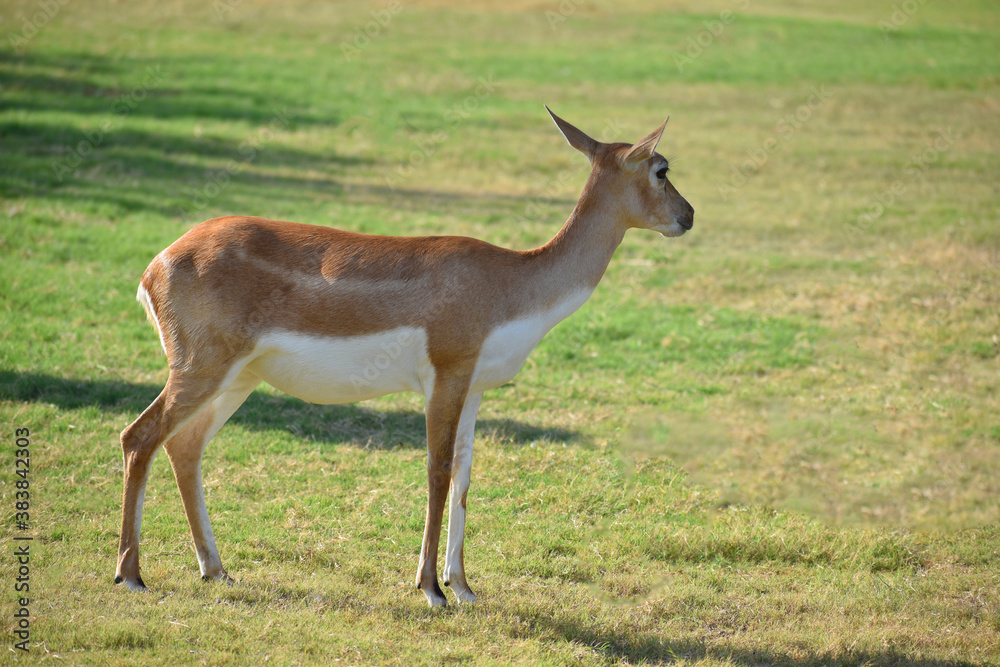 Profile of female blackbuck, also known as the Indian antelope Profile of female blackbuck, also known as the Indian antelope