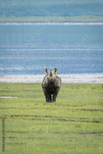 Vertical portrait of an adult black rhino standing alert in Ngorongoro Crater in Tanzania