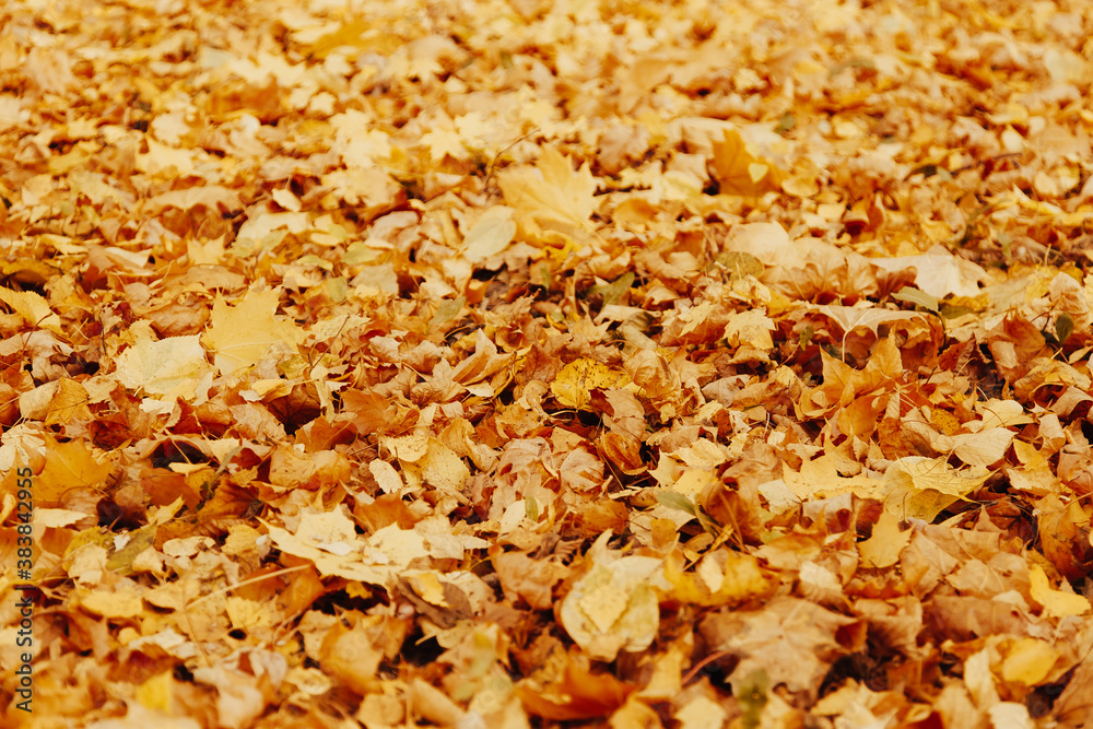 Autumn background with colorful maple leaves laying on the ground. Natural yellow leaf carpet. Foliage wallpaper, maple foliage Autumn background with colorful maple leaves laying on the ground. Natural yellow leaf carpet. Foliage wallpaper, maple foliage