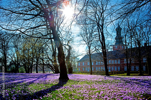 Deutschland, Schleswig-Holstein, Stadt Husum, Krokusbllüte im Schlosspark.