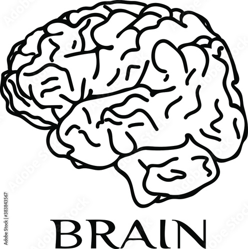 Brain, cerebrum, mind, awareness, subconscious. Outline vector illustration. Isolate on a white background, icon, coloring. Cartoon style, hand drawing.