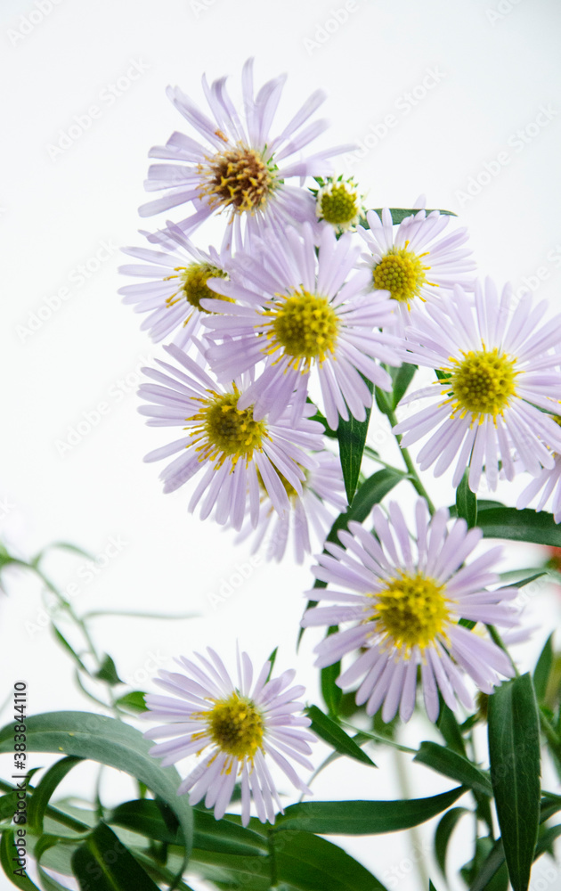 Daisies in the bouquet. Daisies in the bouquet.