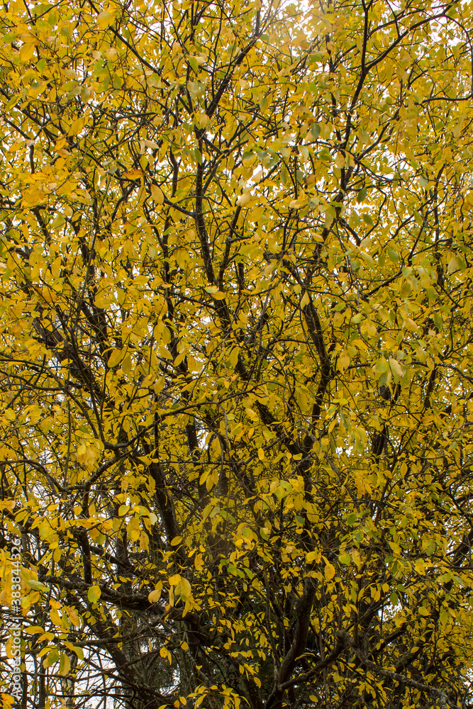 Yellow leafs on tree in the forest Yellow leafs on tree in the forest