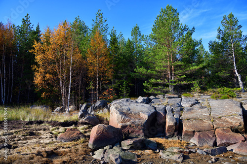 Forest on the White Sea in Karelia, Russia photo