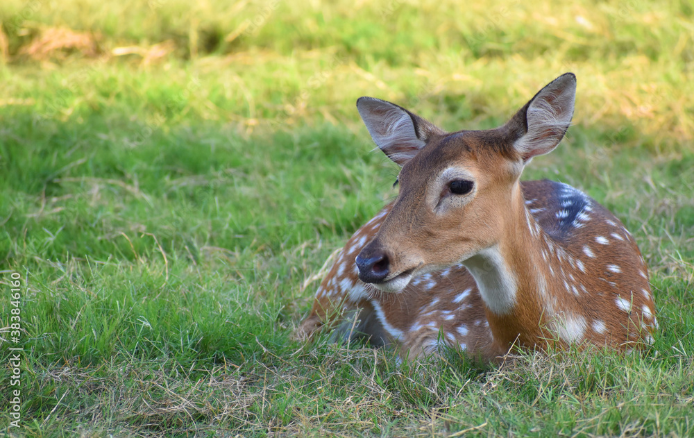 female spotted deer or chital deer, Close up portrait of a female spotted deer female spotted deer or chital deer, Close up portrait of a female spotted deer