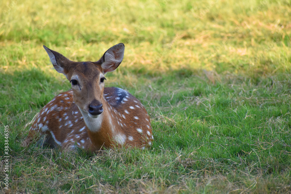 female spotted deer or chital deer, Close up portrait of a female spotted deer female spotted deer or chital deer, Close up portrait of a female spotted deer